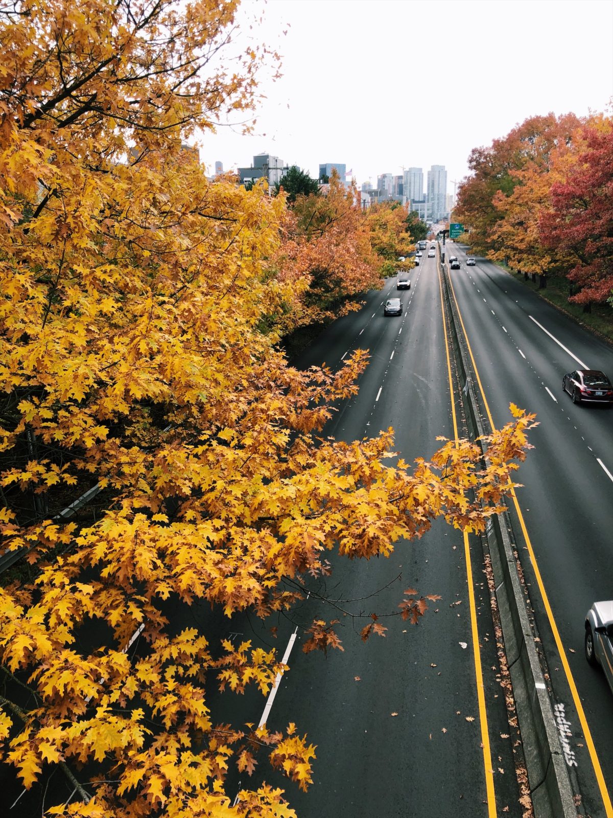 queen anne seattle fall foliage