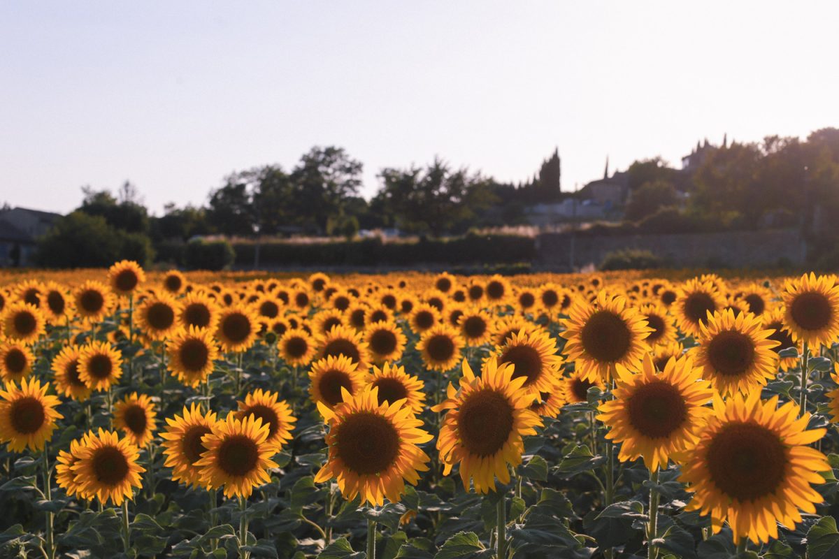 provence france sunflower fields